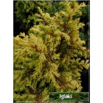 Juniperus communis Gold Cone - Jałowiec pospolity Gold Cone FOTO
