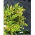 Juniperus communis Gold Cone - Jałowiec pospolity Gold Cone FOTO