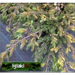 Juniperus communis Goldschatz - Jałowiec pospolity Goldschatz PA FOTO