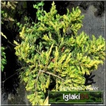 Juniperus communis Goldschatz - Jałowiec pospolity Goldschatz PA FOTO