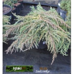 Juniperus communis Green Carpet - Jałowiec pospolity Green Carpet C7,5 10-20x50-70cm