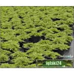 Juniperus communis Green Carpet - Jałowiec pospolity Green Carpet C3 10-20x20-25cm