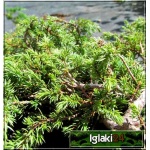 Juniperus communis Green Carpet - Jałowiec pospolity Green Carpet C7,5 10-20x50-70cm