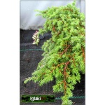 Juniperus communis Green Carpet - Jałowiec pospolity Green Carpet C3 10-20x20-25cm