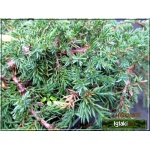 Juniperus communis Green Carpet - Jałowiec pospolity Green Carpet PA FOTO
