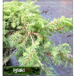 Juniperus communis Green Carpet - Jałowiec pospolity Green Carpet PA FOTO