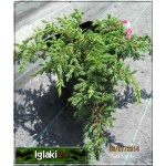 Juniperus communis Repanda - Jałowiec pospolity Repanda C2 10-20x20-30cm