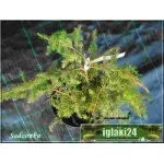 Juniperus conferta Schlager - Jałowiec nadbrzeżny Schlager C3 10-20x20-30cm