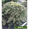 Juniperus horizontalis Icee Blue - Jałowiec płożący Icee Blue - Juniperus horizontalis Monber - Jałowiec płożący Monber C2 5-10x10-20cm 