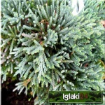 Juniperus horizontalis Icee Blue - Jałowiec płożący Icee Blue - Juniperus horizontalis Monber - Jałowiec płożący Monber C2 10-20x20-30cm