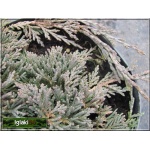 Juniperus horizontalis Icee Blue - Jałowiec płożący Icee Blue - Juniperus horizontalis Monber - Jałowiec płożący Monber FOTO