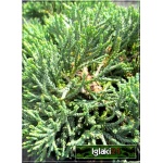 Juniperus horizontalis Icee Blue - Jałowiec płożący Icee Blue - Juniperus horizontalis Monber - Jałowiec płożący Monber C2 5-10x10-20cm 