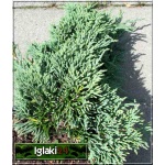 Juniperus horizontalis Icee Blue - Jałowiec płożący Icee Blue - Juniperus horizontalis Monber - Jałowiec płożący Monber C2 10-20x20-30cm