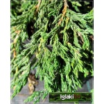 Juniperus horizontalis Pancake - Jałowiec płożący Pancake C3 10-20x20-60cm 