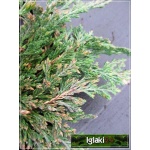 Juniperus horizontalis Pancake - Jałowiec płożący Pancake FOTO