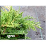 Juniperus media Gold Star - Jałowiec pośredni Gold Star C3 10-20x20-30cm