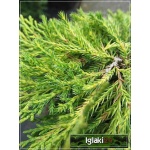 Juniperus media Gold Star - Jałowiec pośredni Gold Star C3 10-20x20-30cm