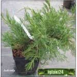 Juniperus media Mint Julep - Jałowiec pośredni Mint Julep C3 10-20x10-20cm