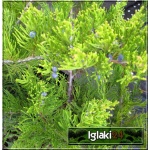 Juniperus media Mint Julep - Jałowiec pośredni Mint Julep C3 10-20x10-20cm