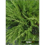 Juniperus media Mint Julep - Jałowiec pośredni Mint Julep C7,5 20-30x80-100cm