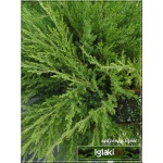 Juniperus media Mint Julep - Jałowiec pośredni Mint Julep C7,5 20-30x80-100cm
