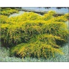 Juniperus media Old Gold - Jałowiec pośredni Old Gold C_30 20-30x100-125cm xxxy