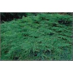 Juniperus media Pfitzeriana Compacta - Jałowiec pośredni Pfitzeriana Compacta C3 10-20x20-40cm