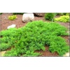 Juniperus sabina Broadmoor - Jałowiec sabiński Broadmoor C7,5 10-20x60-80cm xxxy