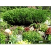 Juniperus sabina Mas - Jałowiec sabiński Mas C7,5 20-40x50-70cm xxxy