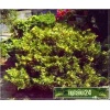 Juniperus Sabina Variegata - Jałowiec Sabiński Variegata C7,5 20-30x40-60cm xxxy
