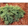 Juniperus squamata Blue Compact - Jałowiec łuskowaty Blue Compact C5 40-60cm 
