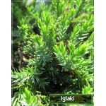 Juniperus squamata Blue Carpet - Jałowiec łuskowaty Blue Carpet FOTO