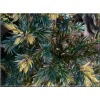 Juniperus squamata Golden Flame - Jałowiec łuskowaty Golden Flame C5 10-20x40-60cm xxxy