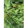 Juniperus virginiana Hetz - Jałowiec wirginijski Hetz C_1 80-100cm xxxy