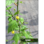 Kerria japonica Pleniflora - Złotlin japoński Pleniflora - żółte C1,5 20-40cm