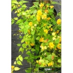 Kerria japonica Pleniflora - Złotlin japoński Pleniflora - żółte FOTO