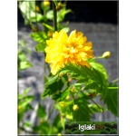 Kerria japonica Pleniflora - Złotlin japoński Pleniflora - żółte C1,5 20-40cm