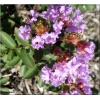 Lagerstroemia indica Violet Filii - Lagerstremia indyjska Violet Filii - liliowe FOTO