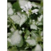 Lamium maculatum White Nancy - Jasnota plamista White Nancy - białe, wys. 30, kw 4/8 FOTO