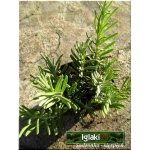 Lavandula angustifolia Early Hidcote -  Lawenda wąskolistna Early Hidcote - niebieskofioletowa, wys 30, kw 7/8 FOTO 