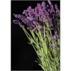 Lavandula angustifolia Ellagance Purple - Lawenda wąskolistna Ellagance Purple - fioletowe, wys. 35, kw 7/9 FOTO