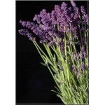Lavandula angustifolia Ellagance Purple - Lawenda wąskolistna Ellagance Purple - fioletowe, wys. 35, kw 7/9 FOTO