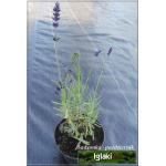 Lavandula angustifolia - Lawenda wąskolistna - fioletowa, wys 20/30, kw 7/8 FOTO