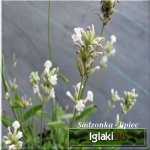Lavandula angustifolia - Lawenda wąskolistna - biała, wys. 35, kw 7/9 FOTO