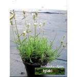 Lavandula angustifolia - Lawenda wąskolistna - biała, wys. 35, kw 7/9 FOTO