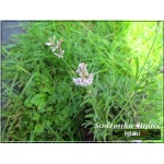 Lavandula angustifolia - Lawenda wąskolistna - różowa, wys 30/40, kw 7/8 FOTO  