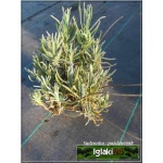 Lavandula angustifolia - Lawenda wąskolistna - różowa, wys 30/40, kw 7/8 FOTO  