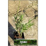 Lavandula angustifolia Munstead - Lawenda wąskolistna Munstead - lawendowo-niebieskie, wys. 40, kw 7/8 FOTO 