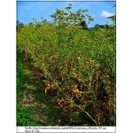 Levisticum officianale - Lubczyk ogrodowy - żółte, wys. 200, kw. 6 FOTO