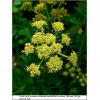 Levisticum officianale - Lubczyk ogrodowy - żółte, wys. 200, kw. 6 C0,5 xxxy